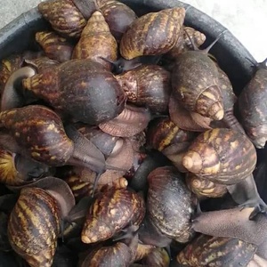 Mejillones cocidos congelados IQF con concha, marisco para catering - Product Image 6