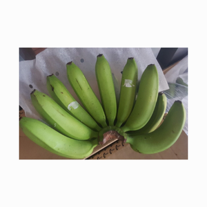 Premium Quality Fresh Bananas - Wholesale Supply from Vietnam with <b>Sweet</b> Taste and High-Quality - Hot Selling Fresh bananas - Product Image 5