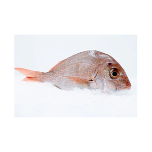 Pescado Congelado de Pargo Rojo del Mar Rojo (WR) Venta al por Mayor - Product Image 2