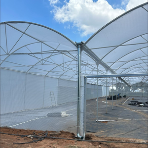 Serre en polyéthylène multi-travées pour l'agriculture commerciale, culture de tomates, de laitues et de semis - Product Image 6