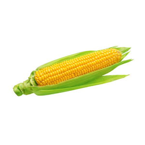 ข้าวโพดสีเหลือง/ข้าวโพดสีเหลืองสำหรับอาหารสัตว์ - Product Image 6
