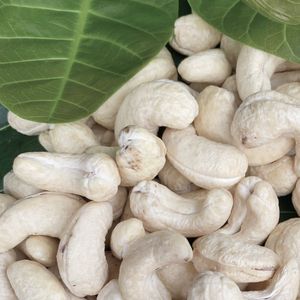 เม็ดมะม่วงหิมพานต์จากเวียดนาม - Product Image 1