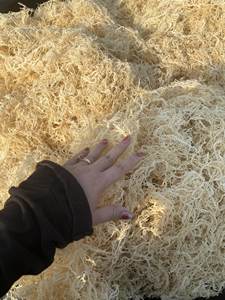 OEM Golden wildcraft musgo marino/Musgo de mar crudo al por mayor/Eucheuma cottonii algas Buen Precio de alta calidad 2024 - Product Image 5