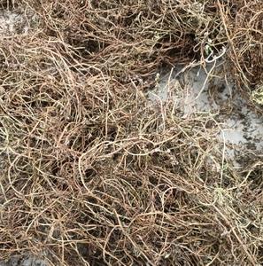 บากอปา โมนิเออร์ ต้นแห้งทั้งต้น |   สมุนไพรอายุรเวทบริสุทธิ์สำหรับสมองและความจำ |   การส่งออกสินค้าจำนวนมาก - Product Image 6