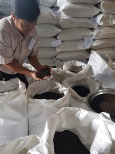 MÁQUINA DE PIMIENTA NEGRA DE VIETNAM LIMPIADA BOLD ASTA VIETNAM ORIGEN NUEVO CULTIVO - Product Image 6