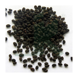 Achetez maintenant la dernière récolte de Psoralea Corylifolia (graine de Babchi) 100% naturelle, 25 KG, prix de gros du marché. - Product Image 3