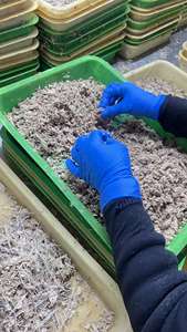 Flocons de filet de thon albacore HUANGDA, surimi, <span class=keywords><strong>poisson</strong></span> précuit congelé, conditionnement en conserve 3kg, certifié UE, congelé sous -18°C - Product Image 3