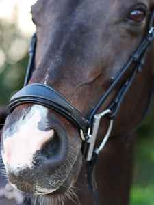 Anatomic Drop Noseband Brida Multifuncional Estilo occidental Caballo Halter Brida Mate Acabado Cuero Suministros ecuestres - Product Image 2