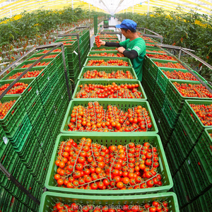 โรงเรือนพลาสติกแบบช่วงเดียวสำหรับปลูกมะเขือเทศในเม็กซิโก ระบบโรงเรือนเกษตรเชิงพาณิชย์ - Product Image 5