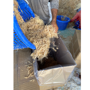 Cartilage d'algues séchées de légumes de mer croustillant texture propre et douce pour plusieurs plats dans les cuisines locales - Product Image 4