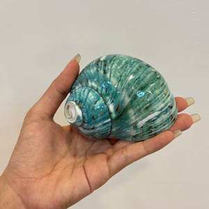 100% Sea Natural Turban Snail & Beautiful Green Conch Shell, único para decoración, regalo y colección. - Product Image 3