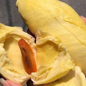 ทุเรียนแช่แข็งคุณภาพสูง LQF จากเวียดนาม หวานและเนื้อครีม บรรจุภัณฑ์สุญญากาศ ส่งตรงจากคุณเจสซี่ - Product Image 2