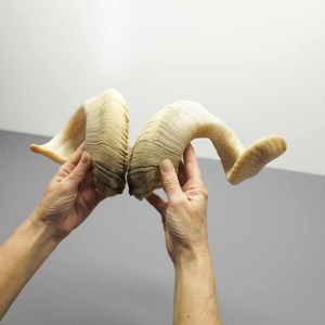 Shofar en corne de bélier de qualité supérieure, corne naturelle pour le soufflage et les usages religieux, shofar casher, corne de mouton par saniya handicraft - Product Image 4