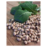 Haricots noirs non-OGM de qualité supérieure en gros, récolte de l'année la plus récente, en vrac, avec stockage longue durée, durée de conservation de 24 mois