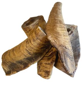 Corne de chèvre Shofar haute qualité véritable corne de chèvre naturelle polie vente chaude corne de chèvre Shofar - Product Image 5