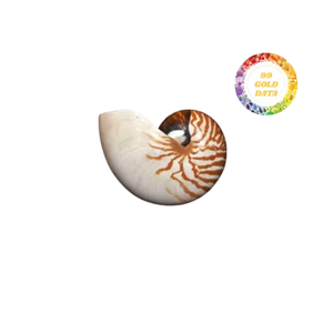 Conchas marinas naturales Nautilus de alto grado pulidas y abulón natural para interiores abulón natural pulido de gran tamaño para el hogar - Product Image 1