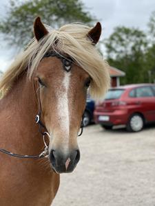 Banda de cuero para cejas de alta calidad para caballos, producto al mejor precio - Product Image 6
