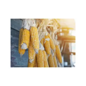 Wholesale Price Supplier of Dried Yellow Corn Grans / Corn Maize Bulk Stock With Fast Shipping Sweet