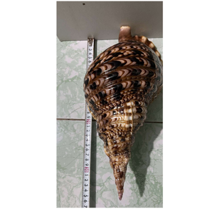 Vente en gros de coquilles de conque de trompette polies pour les projets de maison artistiques, la décoration intérieure et les cadeaux faits à la main - Product Image 5