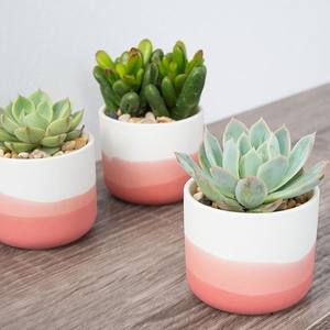 Maceta de Cerámica Contemporánea con Bloques de Color, Duradera, Decorativa para Interiores, Moderna, para el Hogar - Product Image 6