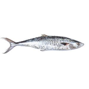 Vente en gros de poisson hilsa congelé de fruits de mer frais à vendre à bas prix - Product Image 4
