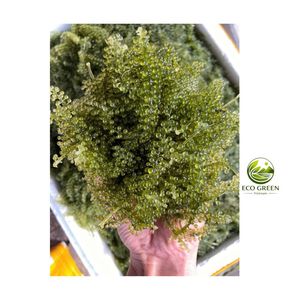 Meilleur Prix Raisins de Mer Déshydratés Premium Caviar Vert Salé Umibudo Vente en Gros Algues en Vrac Export Direct Usine - Product Image 6