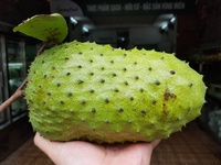 Vers Zuur Sop Fruit Vers Graviola Fruit Uit Vietnam Whatsapp 84 917 476 477