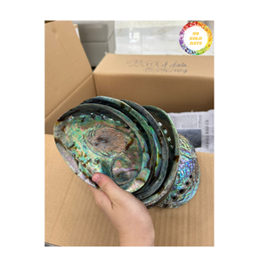 เปลือกหอยเป๋าฮื้อเวียดนามคัดสรรวัสดุจากทะเลธรรมชาติสำหรับตกแต่งงานฝีมือและส่งออกไปทั่วโลกขายส่งธุรกิจ - Product Image 2