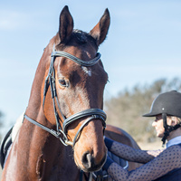 Bridon de dressage de luxe haut de gamme pour l'équitation, selle anglaise avec arceau en bois/plastique, doublure en cuir et laine d'agneau, léger
