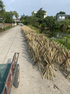 Suministro de bambú partido para exportación desde Vietnam para distribuidores que buscan un tamaño consistente y una calidad confiable - Product Image 4