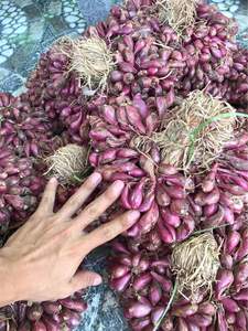 Cebollas moradas rojas en grandes cantidades de buena calidad para exportación desde Blue Lotus Farm Viet Nam - Product Image 5