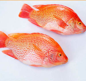 Poissons de tilapia rouge et noir bio de haute qualité dans un emballage en sac en vrac WhatsApp/Viber accessible - Product Image 5