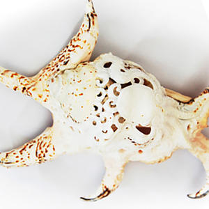 Arte tallado JOYERÍA SEASHELL con arte tallado 22 cm Motivo tallado hecho de concha - Product Image 2