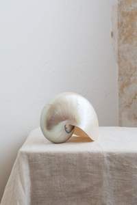 Adorno decorativo de concha de mar con cámara Natural Material artesanal de océano único Suministro para el hogar Vietnam - Product Image 2