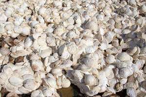 Grade AA+ Natural <b>Rubber</b> Cup Lumps with DRC 65%-75% - Product Image 2