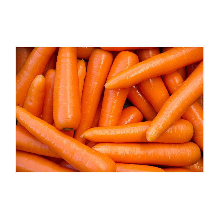 Premium Fresh Carrots available for bulk supply and international export