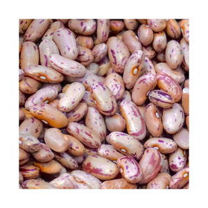 Top quality sugar <b>beans</b> for supermarkets and dry goods vendors - Product Image 3