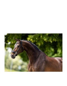 หนังบังเหียนทนทานพร้อมแผ่นรองและบังเหียนสีน้ำเงินอ่อน - Product Image 6