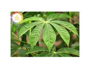 Feuilles de manioc congelées pour la cuisine traditionnelle et l'industrie des services alimentaires Feuilles de haute qualité du Vietnam - Product Image 4