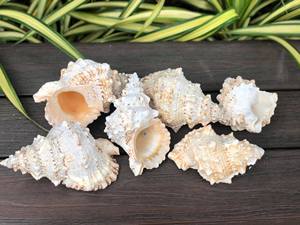 Lampe à sel d'art populaire imperméable séchée naturelle vietnamienne 2025 avec technique de couture pour la décoration de la maison et des vacances - Product Image 6