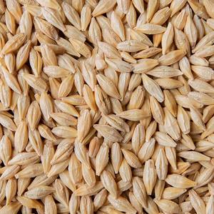 Orge pour l'alimentation des animaux dans de haute qualité disponible pour l'exportation - Product Image 6