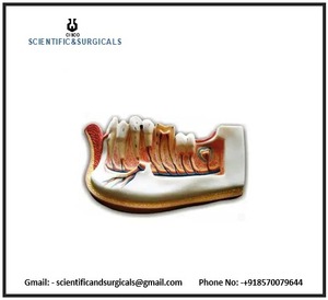 Mandíbula Inferior de Niño de Once Años que Representa el Reemplazo de Dientes Deciduos por Dientes Permanentes, Ciencia Médica, Laboratorio de Biología - Product Image 3