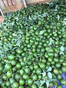 Aguacate congelado Premium al mejor precio-Puré de aguacate congelado para batidos-Frutas tropicales frescas de Vietnam-Sra. Shyn - Product Image 4