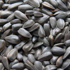 Graines de tournesol brutes de haute qualité en gros Noyaux séchés Origine NL Durée de conservation de 24 mois dans des sacs tissés en PP de 25/50 kg - Product Image 5