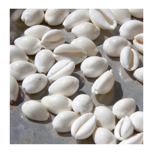 Cowrie Shell para arte y decoración en proyectos temáticos costeros por 99 Gold Data Vietnam Cowrie Shell Proveedor - Product Image 6