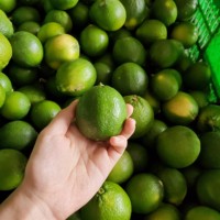 Jeruk Nipis Segar Tanpa Biji Buah Citrus Vietnam Kualitas Premium Grosir Harga Bagus