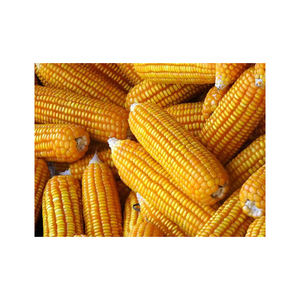 Maíz fresco amarillo orgánico brasileño Maíz súper dulce seco La mejor calidad con precio competitivo para la venta - Product Image 4