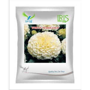 ดอกไอริส นำเข้า ดอกดาวเรืองสีขาว ตัดสด - Product Image 1