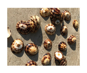 เปลือกหอยหอยเป๋าฮื้อเปลือกหอยทาก - Product Image 1