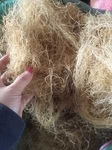 ผงวุ้นสาหร่ายเกรซิลารีอา AgarStar: สารทดแทนเจลาตินคุณภาพสูง - สำหรับการใช้งานทางอาหารและทางวิทยาศาสตร์ - Product Image 5